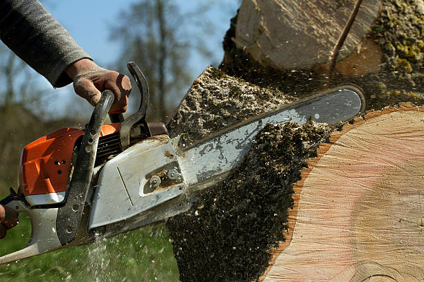 Professional Tree Removal in Live Oak, TX